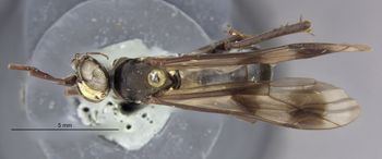 Media type: image;   Entomology 26665 Aspect: habitus dorsal view